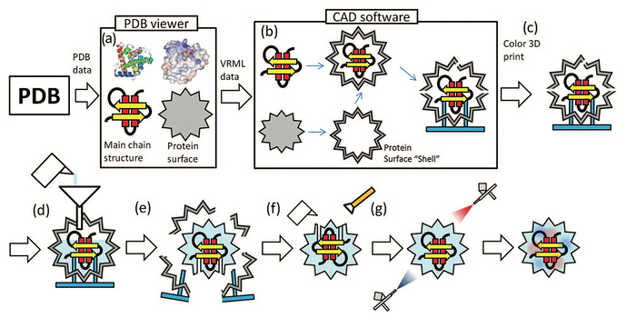 Kawakami model fabrication schematic_0.jpg