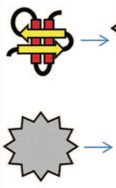 glucokinase models provided.png